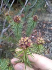 Pultenaea stipularis