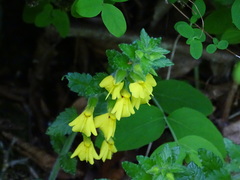 Rhynchocorys stricta