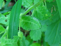 Rhynchocorys stricta