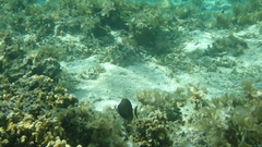 Acanthurus nigricauda