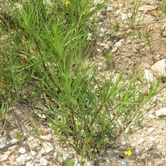 Liatris punctata mucronata