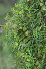 Dioscorea hastifolia