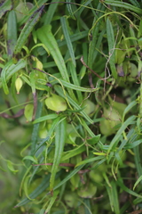 Dioscorea hastifolia