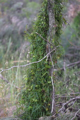 Dioscorea hastifolia