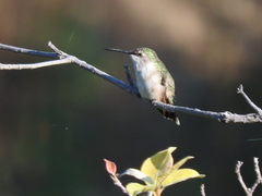 Selasphorus calliope