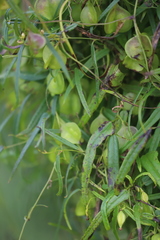 Dioscorea hastifolia