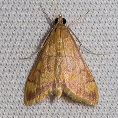 Pyrausta pseudonythesalis