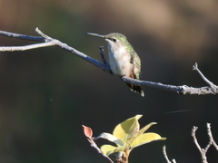 Selasphorus calliope