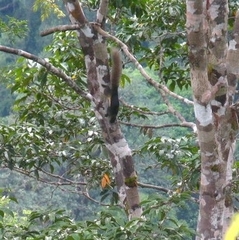 Callosciurus prevostii
