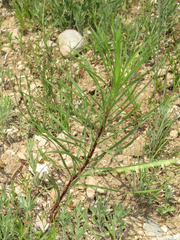 Liatris punctata mucronata