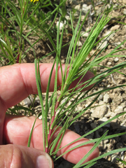 Liatris punctata mucronata