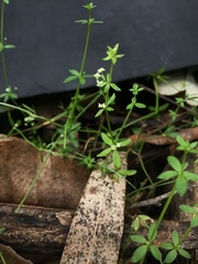 Galium leiocarpum