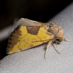 Stiria dyari