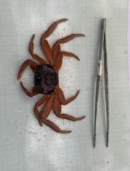 Geograpsus stormi