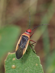 Dysdercus mimulus