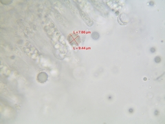 Lactarius pallescens