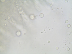 Lactarius pallescens