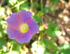 Ipomoea aristolochiifolia