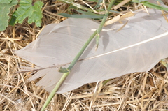 Egretta novaehollandiae