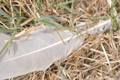 Egretta novaehollandiae