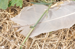 Egretta novaehollandiae