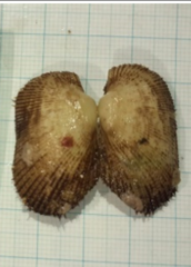 Barbatia trapezina