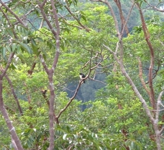 Microhierax latifrons