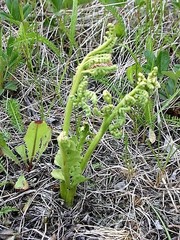 Botrychium spathulatum