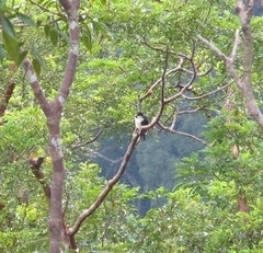 Microhierax latifrons