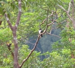 Microhierax latifrons