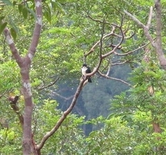 Microhierax latifrons