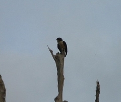 Microhierax latifrons