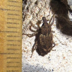 Listroderes difficilis