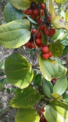 Smilax tomentosa
