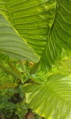 Alocasia robusta