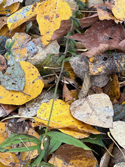 Epipactis helleborine