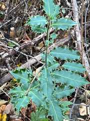 Ilex aquifolium