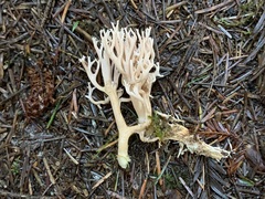 Ramaria rubella