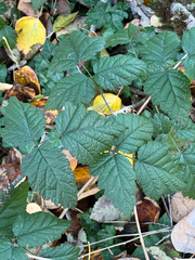 Rubus ursinus