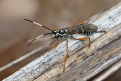 Agonocryptus discoidaloides