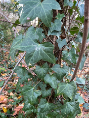 Hedera helix