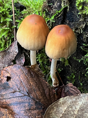 Coprinellus micaceus
