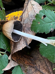 Coprinellus micaceus