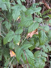 Rubus ursinus