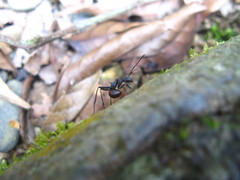 Polyrhachis abdominalis