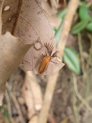 Stenocladius bicoloripes
