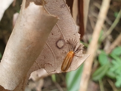 Stenocladius bicoloripes
