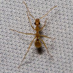 Myrmecocystus mexicanus
