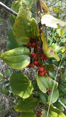 Smilax tomentosa