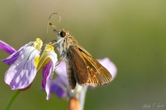 Lerodea eufala concepcionis